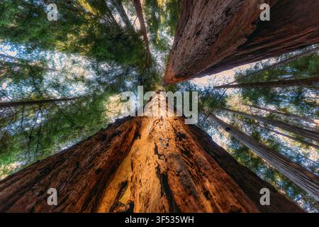 Guardando verso l'alto agli enormi sequoie in una foresta illuminata dal sole Foto Stock