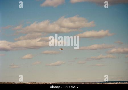 Un gabbiano solitario vola sopra una città costiera Foto Stock
