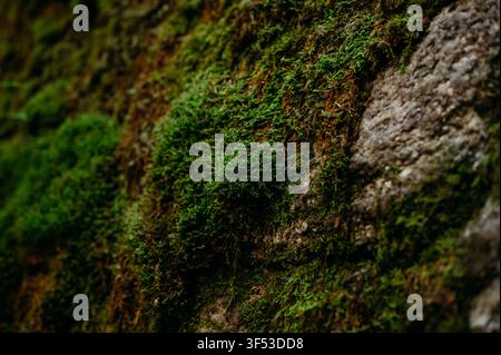 Lussureggiante muschio verde che cresce su una superficie rocciosa Foto Stock