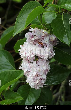 Lillà o Lillà comune, Syringa vulgaris "Bellezza di Mosca", Oleaceae. Penisola balcanica, Europa sud-orientale. Lillà comune (Syringa vulgaris) arbusto, o Foto Stock