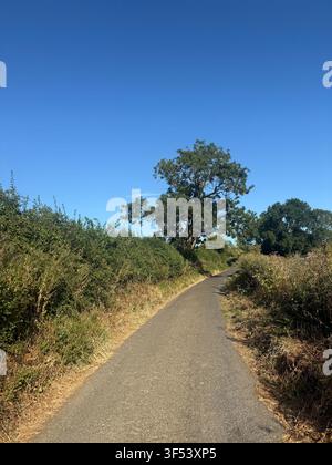 Erbe secche ed alberi di siepe che diventano marroni durante un'ondata di caldo e condizioni di siccità nel Somerset, Regno Unito Foto Stock