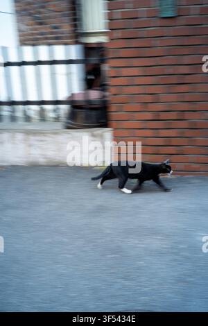 Un gatto randagio nero con zampe bianche che cammina vicino a un muro di mattoni rossi e una bicicletta parcheggiata lungo una tranquilla stradina a Seongsu-dong, Seoul. Foto Stock