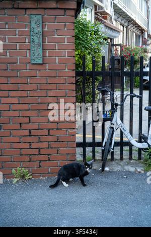 Un gatto randagio nero con zampe bianche che cammina vicino a un muro di mattoni rossi e una bicicletta parcheggiata lungo una tranquilla stradina a Seongsu-dong, Seoul. Foto Stock