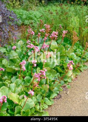 Bergenia Haert Leaf (Bergenia cordifolia 'Herbstbluete', Bergenia cordifolia Herbstbluete), fioritura, cultivar Herbstbluete Foto Stock