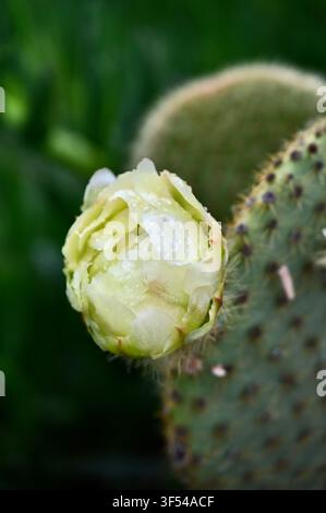 Fotografia in primo piano di un bocciolo di fico d'India giallo pallido sul punto di sbocciare, coperto da minuscole gocce d'acqua dopo la pioggia, con spine affilate su un cuscinetto succulento verde Foto Stock