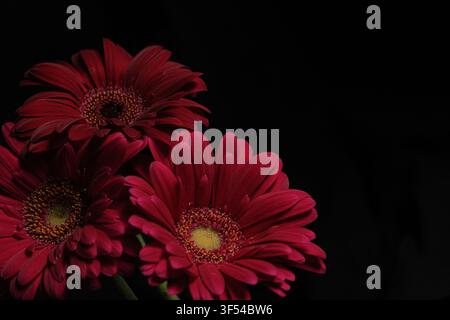 Fiori di gerbera rosso acceso su uno sfondo scuro, petali vivaci, composizione floreale drammatica. Spazio di copia Foto Stock