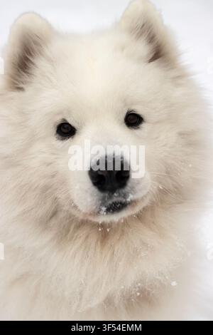 Ritratto verticale in primo piano di un cane Samoiedo soffice con la neve sul naso che guarda la telecamera con un'espressione carina e sorridente su uno sfondo invernale bianco Foto Stock