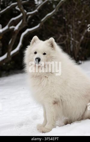Scatto verticale di un soffice cane Samoiedo bianco seduto nella neve che guarda l'obiettivo, sfondo scuro con rami di sommaco a corno di cervo innevati e rami di fico Foto Stock