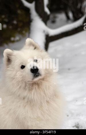 Canino Samoiedo soffice con la testa sollevata che guarda l'obiettivo nella neve, con tronco di sumaco coperto di neve e ramo di tuia verde Foto Stock