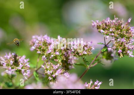Ape che raccoglie polline sull'origano. Bellissime grappoli di fiori di origano sbocciano in un giardino soleggiato. I delicati fiori rosa attirano le api, portando vita e Foto Stock