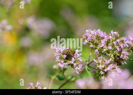 Ape che raccoglie polline sull'origano. Bellissime grappoli di fiori di origano sbocciano in un giardino soleggiato. I delicati fiori rosa attirano le api, portando vita e Foto Stock