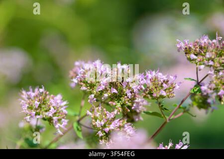 Ape che raccoglie polline sull'origano. Bellissime grappoli di fiori di origano sbocciano in un giardino soleggiato. I delicati fiori rosa attirano le api, portando vita e Foto Stock