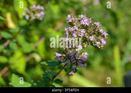 Ape che raccoglie polline sull'origano. Bellissime grappoli di fiori di origano sbocciano in un giardino soleggiato. I delicati fiori rosa attirano le api, portando vita e Foto Stock