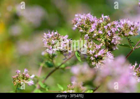 Ape che raccoglie polline sull'origano. Bellissime grappoli di fiori di origano sbocciano in un giardino soleggiato. I delicati fiori rosa attirano le api, portando vita e Foto Stock