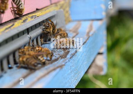 Prima piano di api mellifere che sciamano all'ingresso di un alveare di legno. Apicoltura e comportamento delle colonie di insetti. Foto Stock