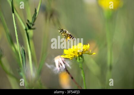 Primo piano di un'ape mellifera che impollina un fiore di tarassaco giallo brillante con ape mellifera impollinazione del tarassaco fauna impollinatore botanico entomologia ambiente Foto Stock