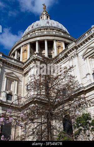 Cupola della Cattedrale di San Paolo e albero di Liquidambar americano all'inizio della primavera, Londra, Inghilterra Foto Stock
