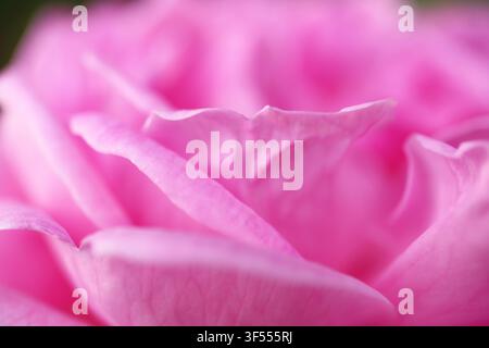 Colpo macro di petali di rosa artistici pastello rosa in fiore Foto Stock