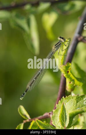 Agrione cupreo, Agrione comune, Agrione cupreo, Agrione azzurro, Agrione azzurro cupreo, Azzurro, Femmina, Enallagma cyathigera, Enallagma cy Foto Stock