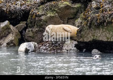 Foche del Mar (Phoca vitulina) che riposano su rocce coperte di alghe e nuotano nelle acque dell'oceano sotto un cielo nuvoloso nel Kenai Fjords National Park, Alaska, USA Foto Stock
