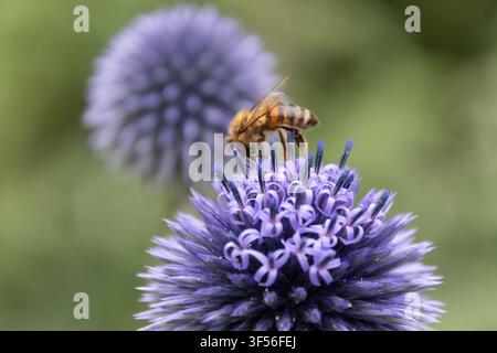 Close up di un'ape mellifera che impollina un fiore di echinops viola vibrante in un giardino estivo durante la luce del giorno. Foto Stock