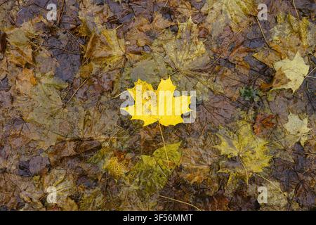 Foglia d'acero gialla che riposa su foglie cadute bagnate in autunno. Foto Stock