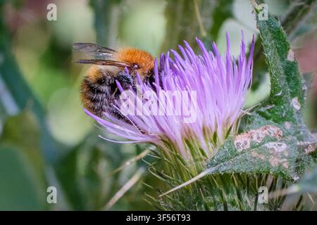 Ape bombo comune (Bombus pascuorum) che si nutre del nettare della cardo viola (Cirsium vulgare) Foto Stock