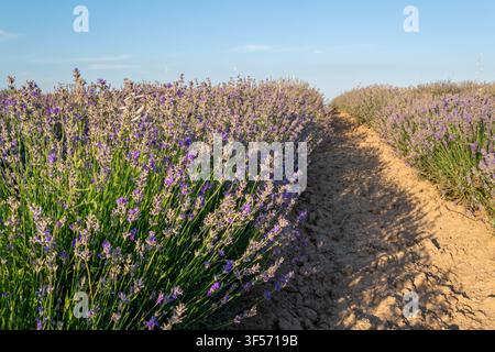 Sentiero sterrato attraverso un campo di lavanda in fiore con cielo azzurro Foto Stock