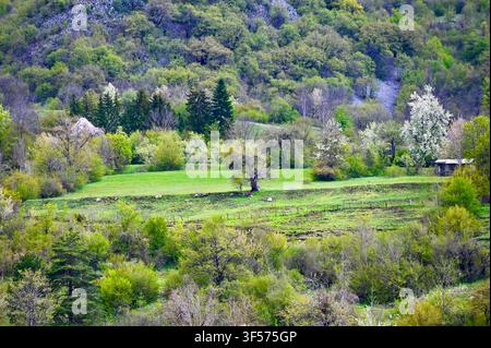 Una vista scenica di un paesaggio montano verde e vivace durante la primavera, con foreste rigogliose, prati terrazzati e alberi in fiore sotto un cielo sereno Foto Stock