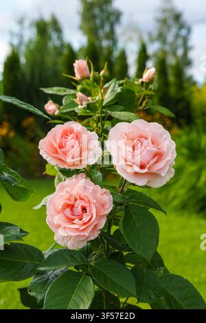 Tre belle rose rosa pallido che fioriscono su uno stelo frondoso accanto a boccioli chiusi in un giardino lussureggiante. Questo scatto verticale presenta uno sfondo sfocato in modo morbido Foto Stock