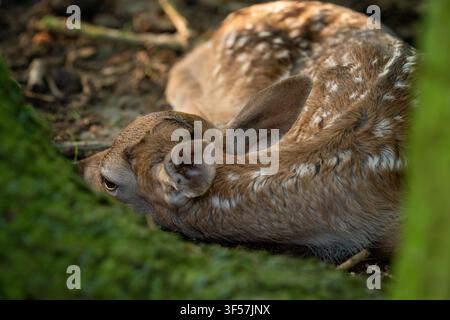 Cerbiatto di cervo dama europeo che dorme nascosto nella foresta Foto Stock