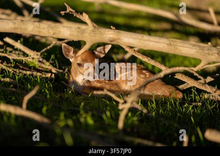Cerbiatta riposante tra i rami nella foresta Foto Stock