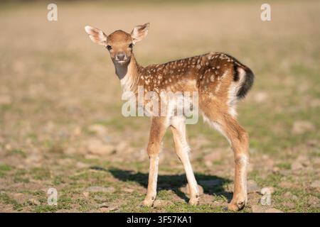 Cerbiatto di daino europeo in piedi che guarda la telecamera Foto Stock