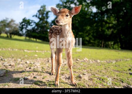 Cerbiatto di daino europeo in piedi in un prato verde Foto Stock