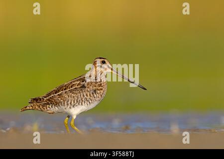 Beccaccia (Gallinago gallinago) che si immerge in acque basse con un bellissimo riflesso vibrante dell'ora dorata. Fotografia professionale di stock sulla fauna selvatica. Foto Stock