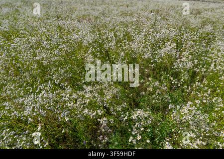 Un vasto campo esplode di minuscole fiori bianchi che danzano nella brezza sotto il sole caldo. La scena irradia tranquillità e bellezza naturale, invitando a un momento di relax Foto Stock
