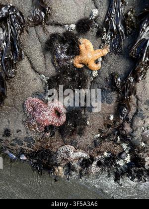 Una bassa marea (marea bassa) all'Harris Beach State Park di Brookings, Oregon, in una mattina d'estate. Foto Stock