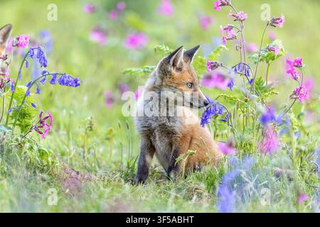 Fox Cub; Vulpes vulpes; Spring; UK Foto Stock