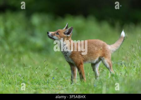 Fox Cub; Vulpes vulpes; Spring; UK Foto Stock