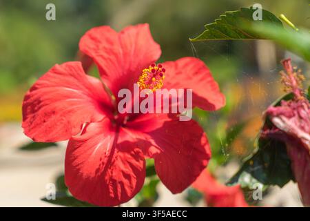 Hibiscus rosa-sinensis rosso acceso catturato in una fotografia macro dettagliata in un giardino soleggiato Foto Stock