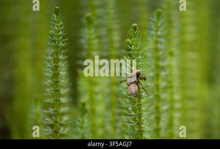 Esuvia di libellula smeraldo a quattro macchie in un campo di piante acquatiche nel Tirolo Foto Stock