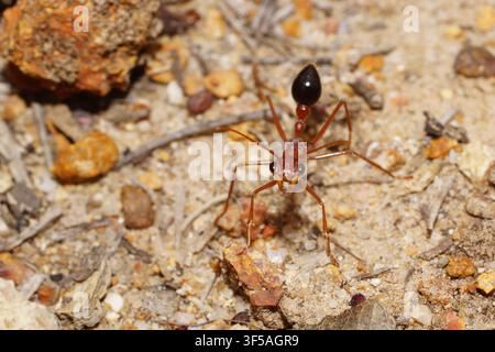 Formica toro (Myrmecia analis) su terreno sabbioso nell'habitat naturale, sud-ovest dell'Australia Occidentale Foto Stock