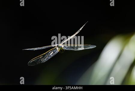 Libellula cacciatrice a quattro macchie in volo con ali retro illuminate nel Tirolo Foto Stock