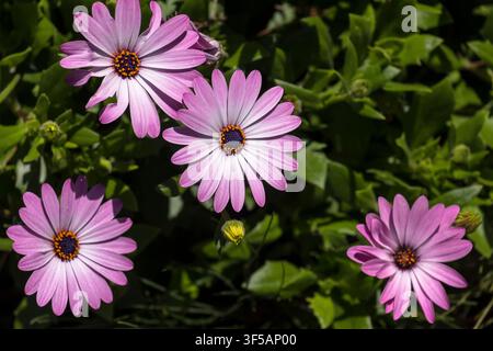 Fiori di Dimorphotheca, noti come Margherita del Capo Foto Stock