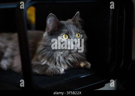 Gatto grigio e soffice seduto su una sedia nera al chiuso sotto una luce naturale soffusa. La scena accogliente evidenzia l'espressione calma e il pelo soffice del gatto Foto Stock