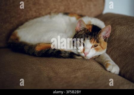 Gatto calico che riposa su un morbido divano marrone. Ambiente interno accogliente, comfort per animali domestici, relax felino, interno del soggiorno, stile di vita confortevole per gatti, cura degli animali domestici Foto Stock