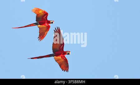 Coppia di pappagalli macao scarlatto in volo (Ara macao), uccello del Brasile Foto Stock