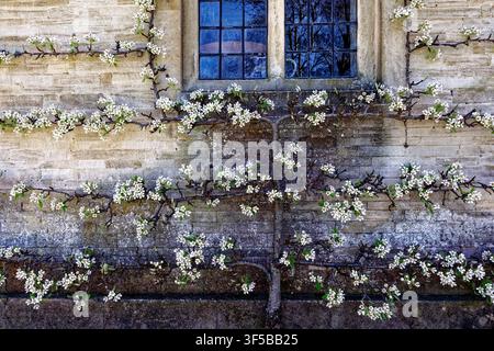 Alberi da frutto in spalliera in fiore contro un muro di pietra a Dyrham Park, South Gloucestershire, Inghilterra, il 05.04.2025. Delicati fiori bianchi primaverili crescono Foto Stock