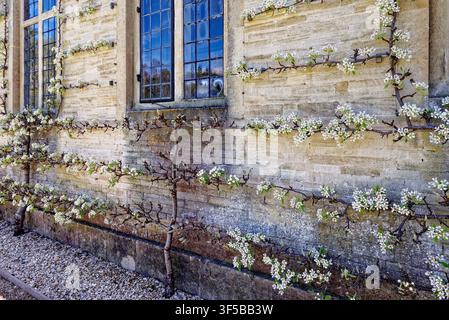 Alberi da frutto in spalliera in fiore contro un muro di pietra a Dyrham Park, South Gloucestershire, Inghilterra, il 05.04.2025. Delicati fiori bianchi primaverili crescono Foto Stock