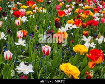 Tulipi colorati e fiori primaverili creano una vivace esposizione floreale nei Paesi Bassi Foto Stock
